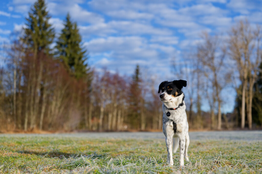 Tierschutzhund aus Grichenland