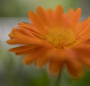 Ringelblume