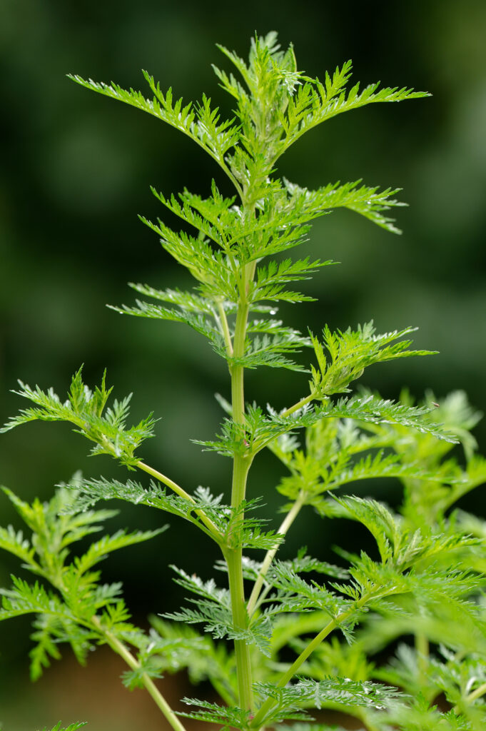 Artemesia Annua einjähriger Beifuß