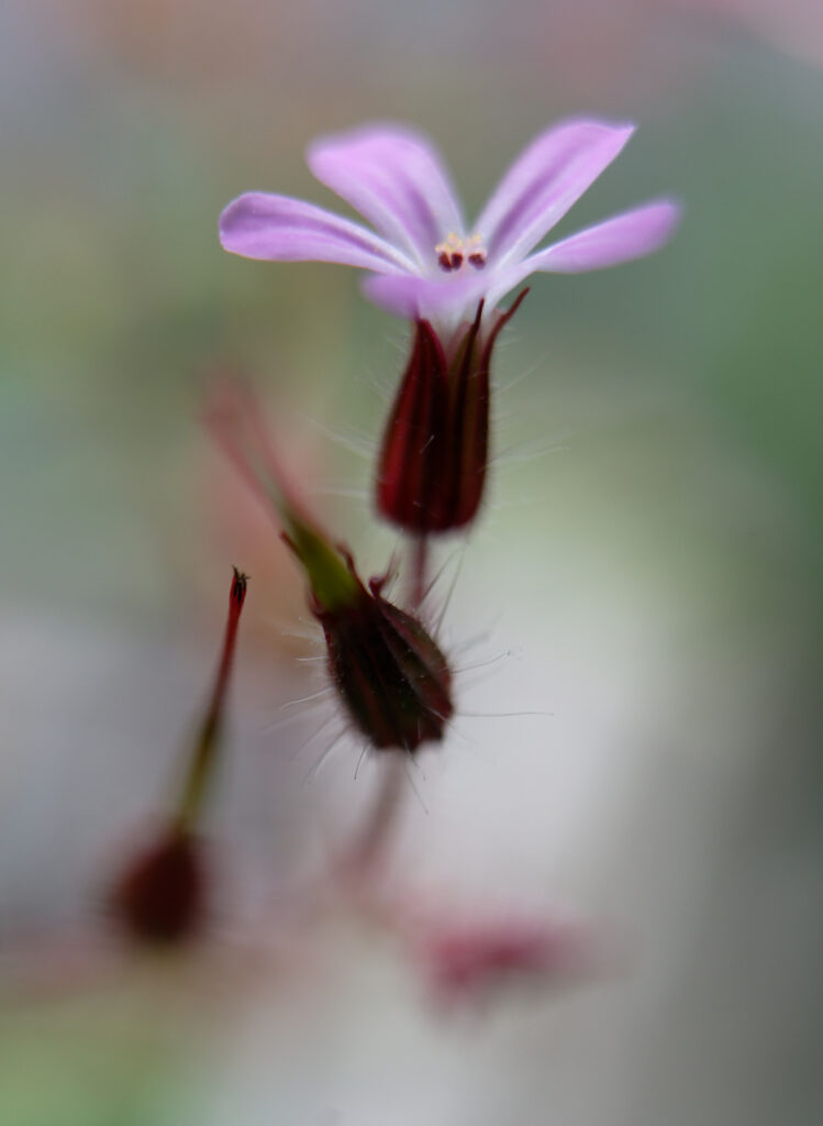 Geranium Robertianum Storchenschnabel