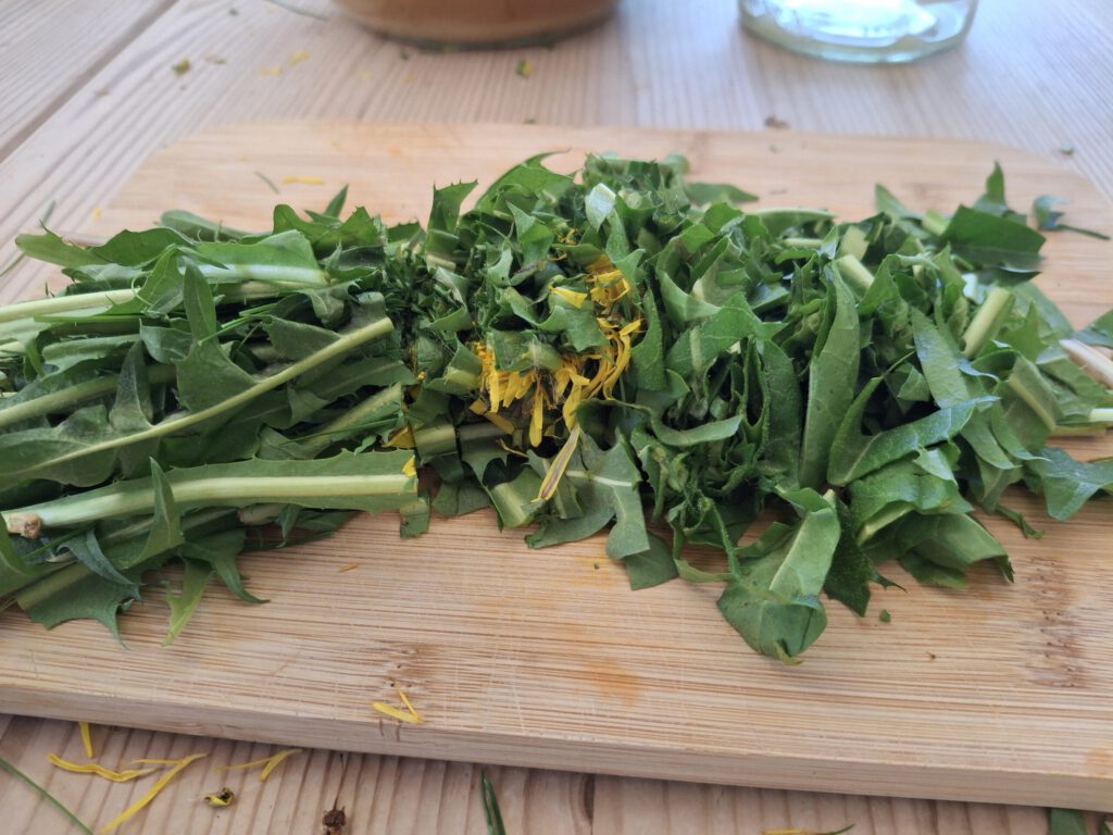 löwenzahn blätter blüten und knospen schneiden