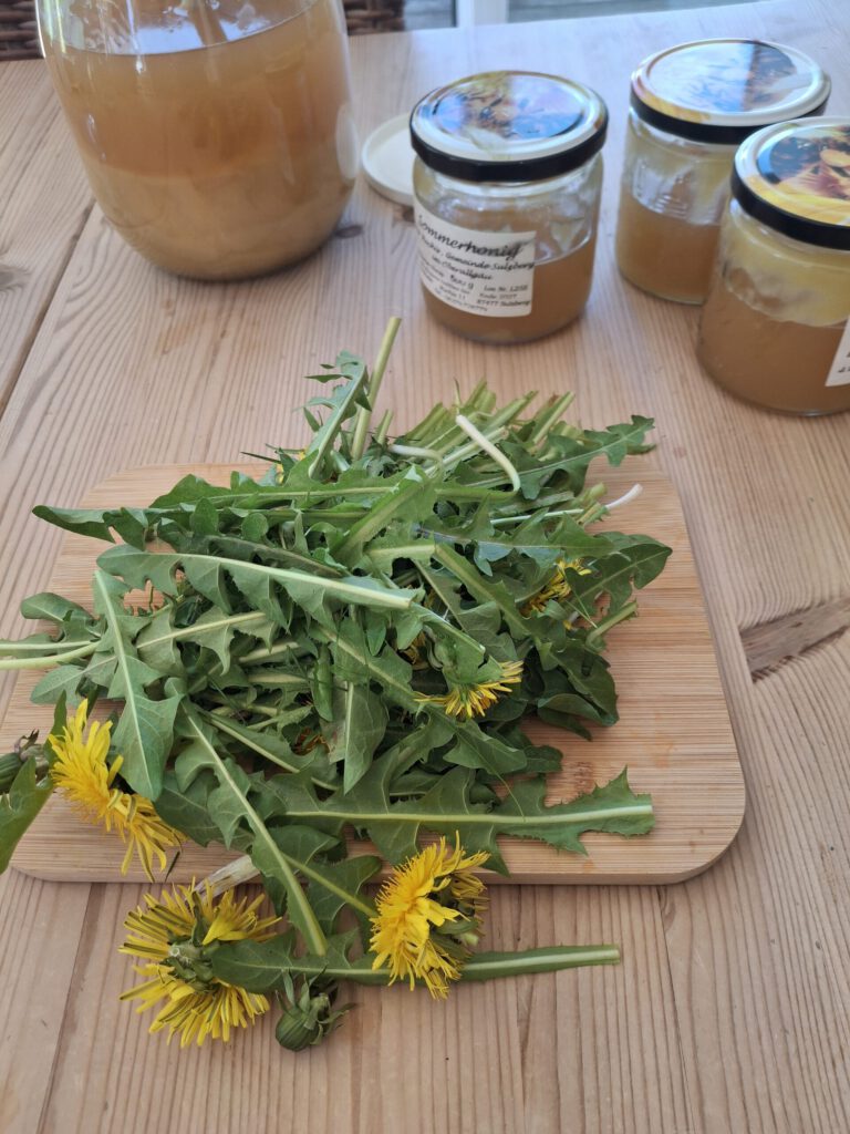 löwenzahn blüten blätter und knospen honig