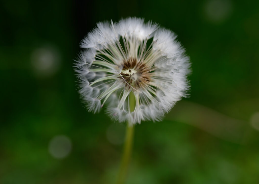 pusteblume