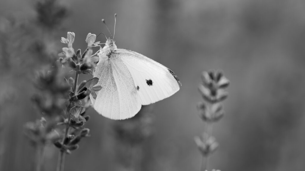 Lavendel mit Schmetterling