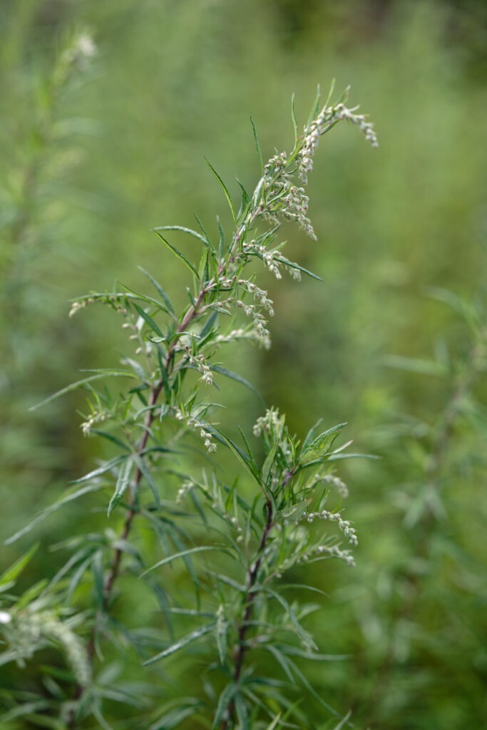 Beifuß mit Blütenrispe, Artemesia vulgaris